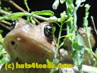 /home//u458753944/public_html/sourcegallery////////////////////////////Roxborough Toad Detour/2021/2021-04-11/P4110224.JPG